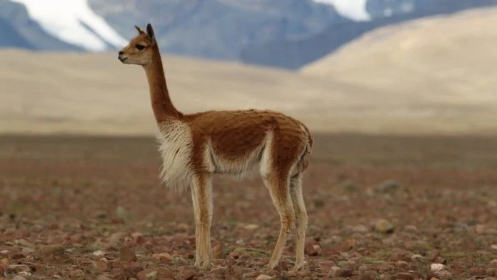 vicuña