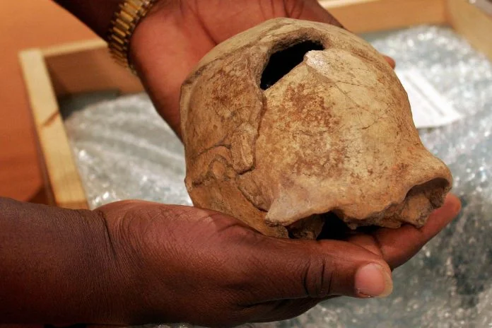 foto Homo Erectus