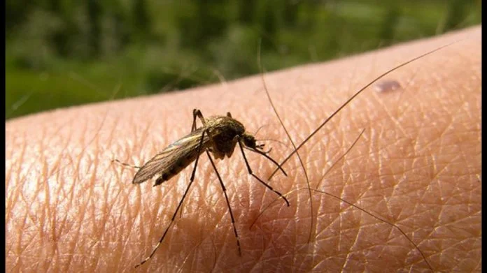 dengue
