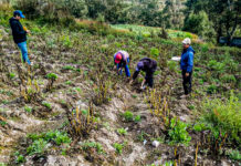 Ante eventos climáticos: Gobierno tiene activo el Seguro Agrícola 2025-2026