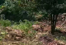 La Libertad: deslizamiento de tierra afecta 7 hectáreas de cultivos frutales en Bolívar