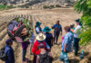 Laredo: impulsan escuela de campo para potenciar producción del maíz morado