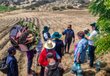 Laredo: impulsan escuela de campo para potenciar producción del maíz morado