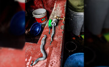 Sánchez Carrión: denuncian hallazgo de culebra en red de agua en Huamachuco