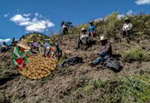 Otuzco: alcalde de San Ignacio exige mayor inversión para rescatar la agricultura local