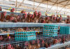 Compromiso Verde revela las condiciones ocultas detrás de la producción de huevos en el Perú