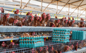Compromiso Verde revela las condiciones ocultas detrás de la producción de huevos en el Perú