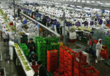 Revelan que el 40.8% de los trabajadores de Trujillo está en estado de vulnerabilidad
