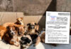 Plantean hasta 6 años de cárcel por crueldad, maltrato y abandono de animales
