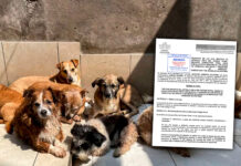 Plantean hasta 6 años de cárcel por crueldad, maltrato y abandono de animales