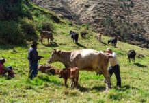 Condiciones meteorológicas impactaron en cultivos y ganado de Cajamarca y La Libertad