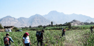 Productores de Lambayeque reciben entre S/35 y S/50 por tonelada de caña y cuestionan precio del azúcar