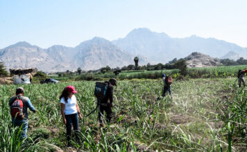 Productores de Lambayeque reciben entre S/35 y S/50 por tonelada de caña y cuestionan precio del azúcar